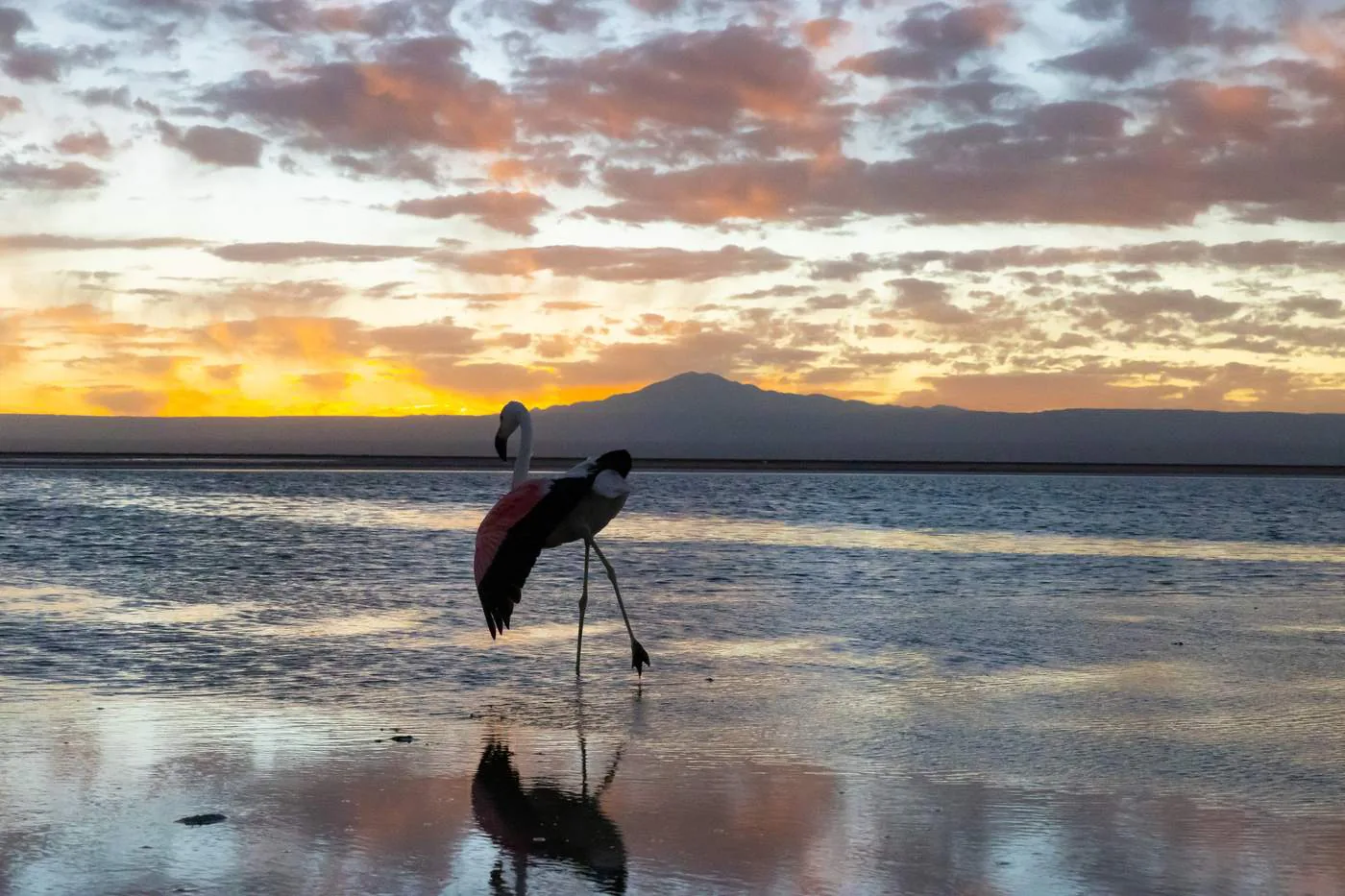 A flamingo reflected in Laguna Chaxa at dusk