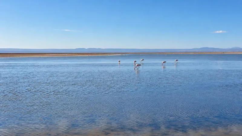 Flamingos in the shallow waters of Laguna Chaxa