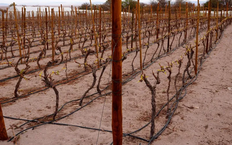 Vineyards of Toconao in the desert