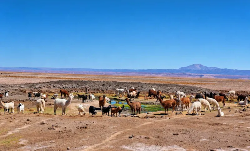 Llamas grazing by the water with volcanoes on the horizon
